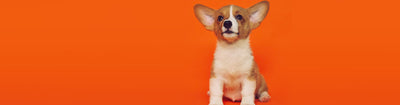 Les petits chiens sportifs