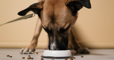 Pourquoi donner des Croquettes au Poulet à votre Chien ?