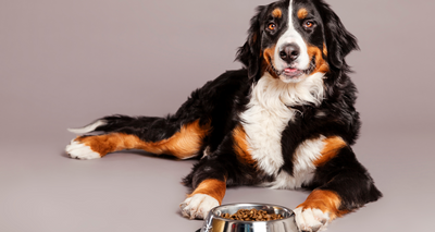 Combien de Croquettes faut-il donner à mon Chien ?