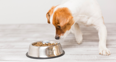 Comment choisir la Taille des Croquettes pour son Chien ?