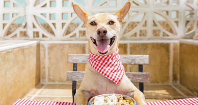 Les 4 Types d'Alimentation du Chien : que choisir ?