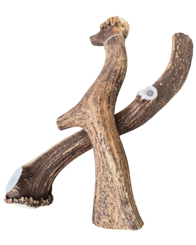 Bois de cerf 4XL Entier Chien destructeur (500gr)