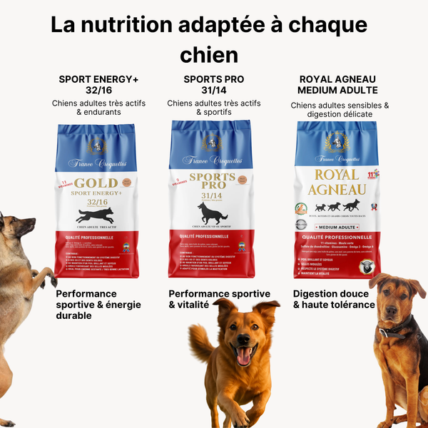 Gold Compétition 32/22