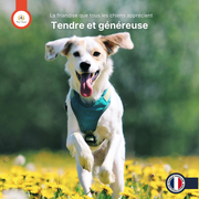 Aiguillettes de Poulet