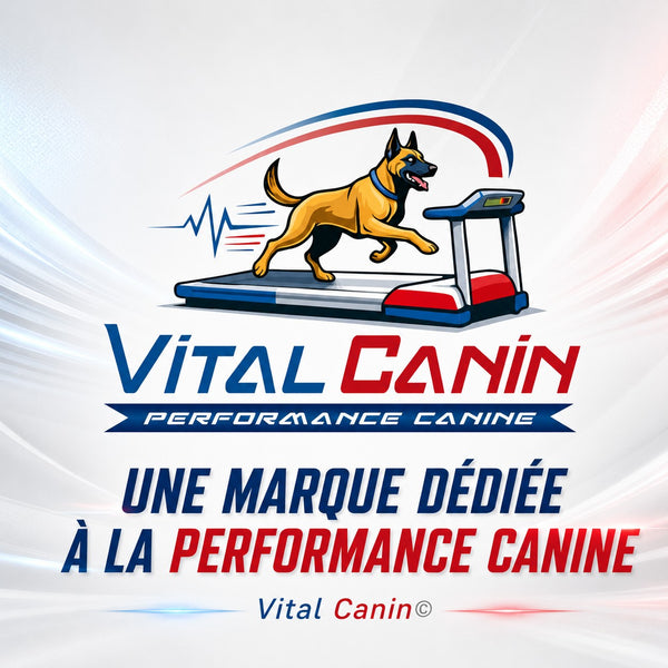 Tapis roulant électrique professionnel pour chien Vital Canin K9 TRAINER PRO avec barrières de sécurité chez France Croquettes