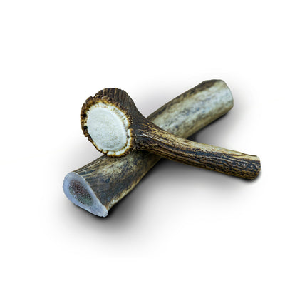 os bois de cerf pour chien